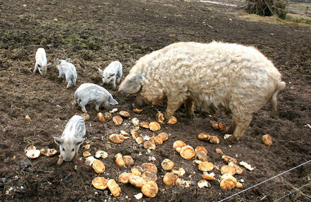 Mangalica Schweine (Wollschweine)