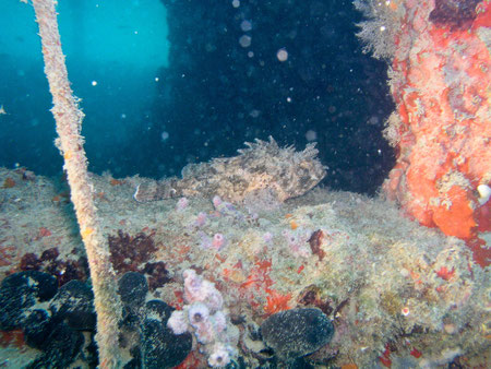Tauchplatz Coreolanus-Wrack