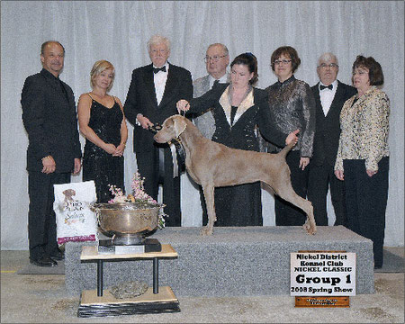 Ch Instar's Simplee the key V Nimiq, a Top 5 Canadian Weimaraner