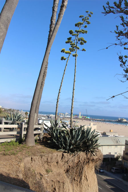 Century Plants Clinging to the Soils