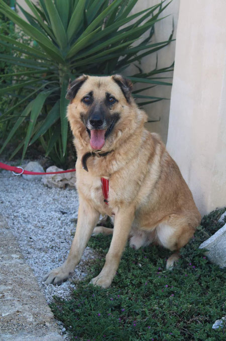 Rüden klein, bis 40 cm - jasper-and-friendss Webseite!