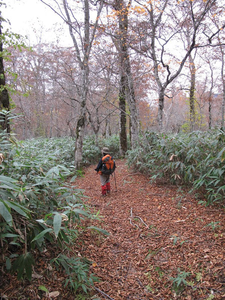 ブナ林の登山道