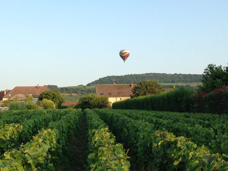 Juillet 2013, à Puligny Montrachet