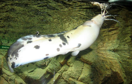 Walking Catfish, Clarias batrachus