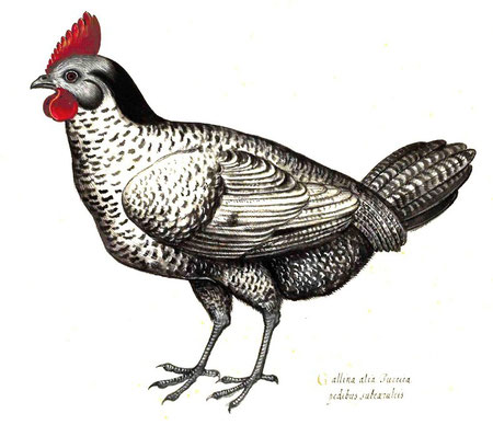 Gravure d' Aldrovandi