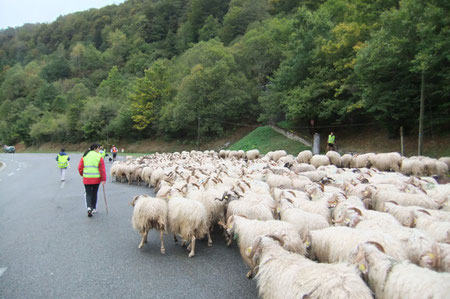 Au débouché du vieux chemin de Peyrenère emprunté par les Pèlerins de Compostelle