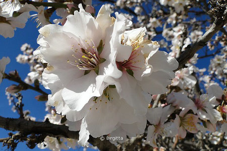 Mandelblüte, Januar 2011, Bild (c) Birgitta