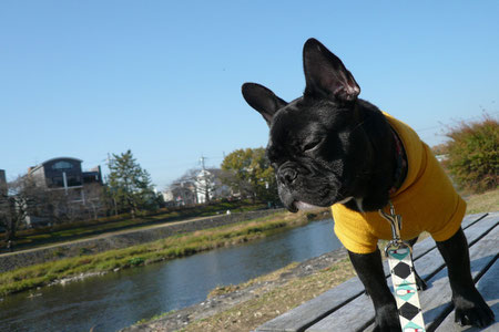 ふう。モデル犬終了。今日はいっぱい歩いて疲れたね^^;