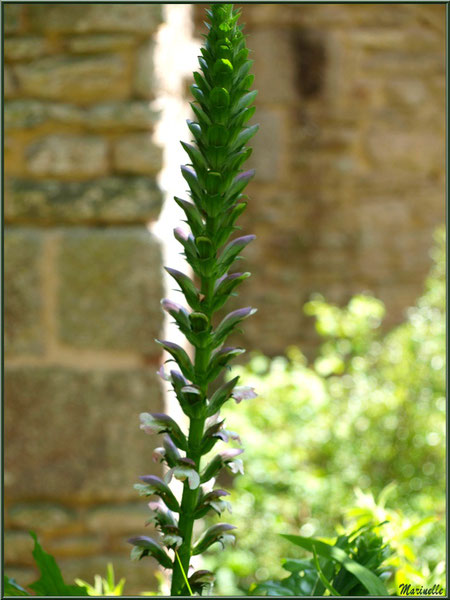 Les Terrasses : une Acanthe fleurie - Les Jardins du Kerdalo à Trédarzec, Côtes d'Armor (22) 