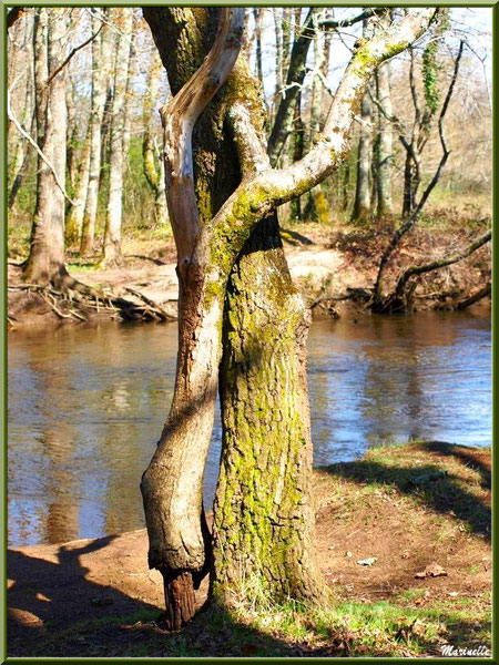 Couple de troncs d'arbres telle une danseuse charmeuse qui s'enroule autour de son cavalier, en bordure de La Leyre, forêt Bassin d'Arcachon (33)