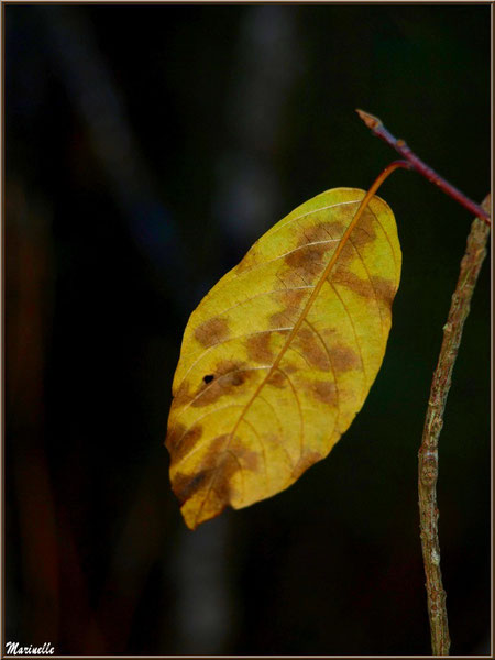 Feuille d'arbrisseau automnal, forêt sur le Bassin d'Arcachon (33)