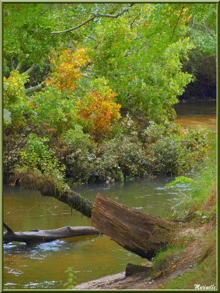 La Leyre et ses reflets d'automne, Sentier du Littoral au lieu-dit Lamothe, Le Teich, Bassin d'Arcachon (33)  