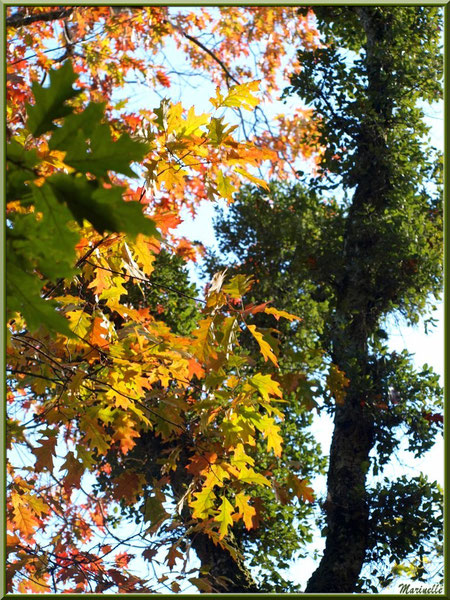 Chênes en début d'automne en forêt sur le Bassin d'Arcachon (33)   