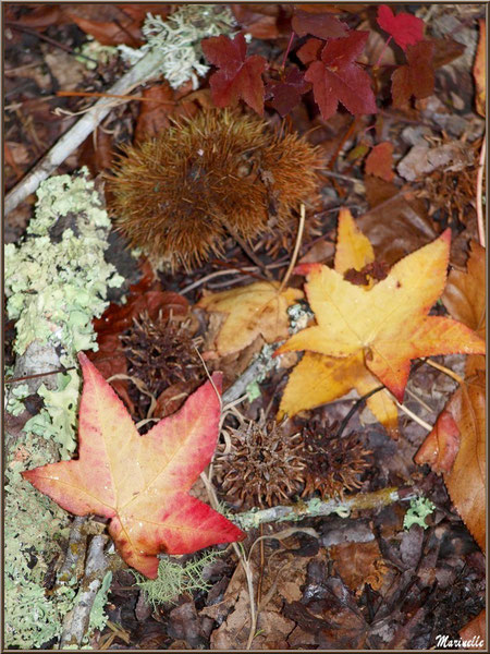 Bogues de Chataignier et de Liquidambar (ou Copalme d'Amérique) en harmonie automnale, forêt sur le Bassin d'Arcachon (33) 