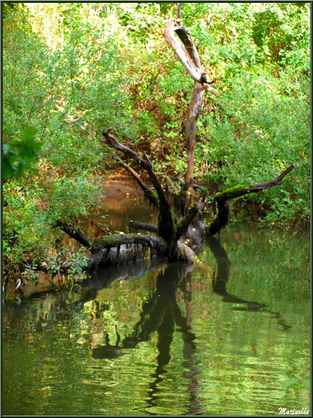 Bois et reflets, en début d'automne, en bordure de La Leyre, Sentier du Littoral au lieu-dit Lamothe, Le Teich, Bassin d'Arcachon (33) 