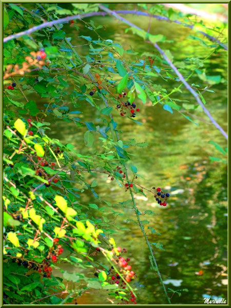 Roncier et ses mûres en bordure de La Leyre, Sentier du Littoral au lieu-dit Lamothe, Le Teich, Bassin d'Arcachon (33)