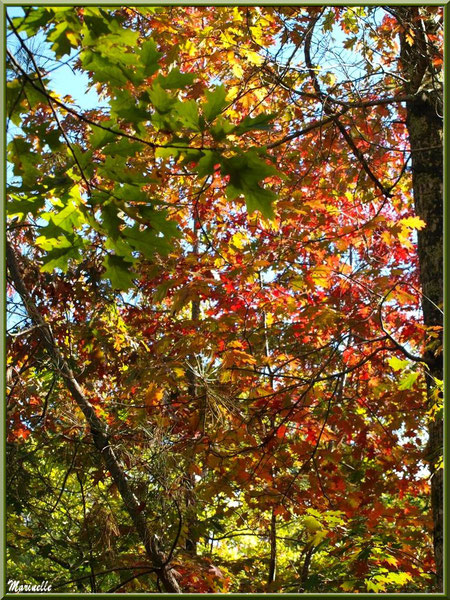 Chênes d'automne en forêt sur le Bassin d'Arcachon (33)  