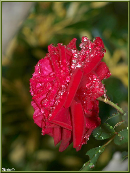 Profil de rose rouge après ondée (au jardin)