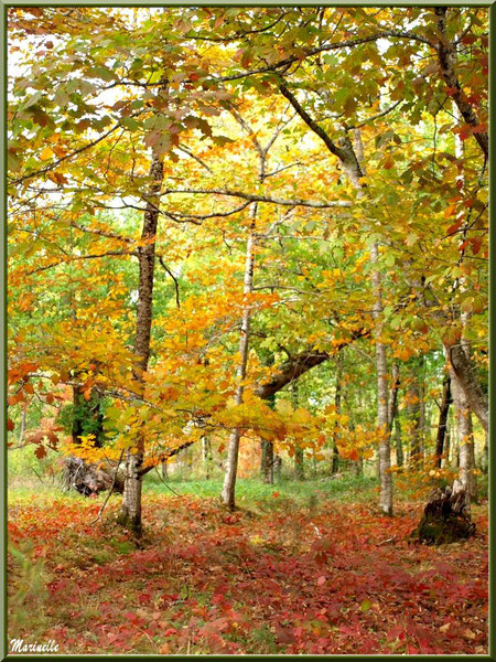 Chênes et sous-bois en période automnale, forêt sur le Bassin d'Arcachon (33)  