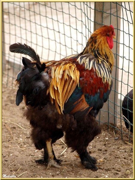 Coq, Parc de la Coccinelle, mini-ferme à Gujan-Mestras, Bassin d’Arcachon (33)  