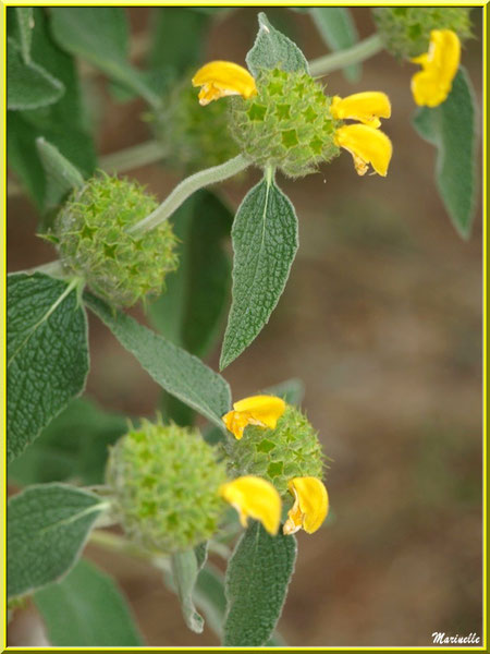 Phlomis Ligneux ou Sauge de Jérusalem