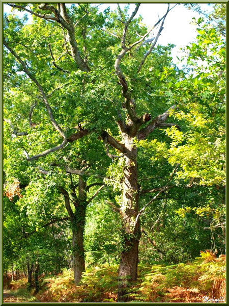 Sous-bois de chênes en forêt sur le Bassin d'Arcachon (33)