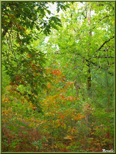 Chênes en début d'automne, forêt sur le Bassin d'Arcachon (33) 