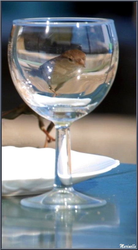 Moineau dans un verre en terrasse d'une dégustation d'huîtres au Cap-Ferret, Bassin d'Arcachon (33)