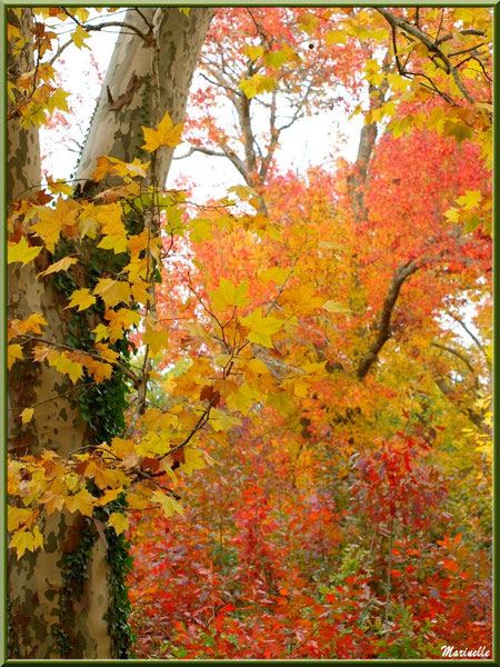 Sous-bois : Chênes, Platanes et Liquidambar (ou Copalme d'Amérique) aux couleurs automnales, forêt sur le Bassin d'Arcachon (33) 