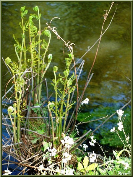 Fougères et fleurettes printanières avec reflets en bordure de La Leyre, Sentier du Littoral au lieu-dit Lamothe, Le Teich, Bassin d'Arcachon (33)