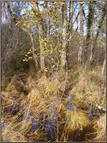 Touffes de Molinie ou Molinie Bleue (Molinia caerulea) ou Paleine en forêt, flore Bassin d'Arcachon (33)