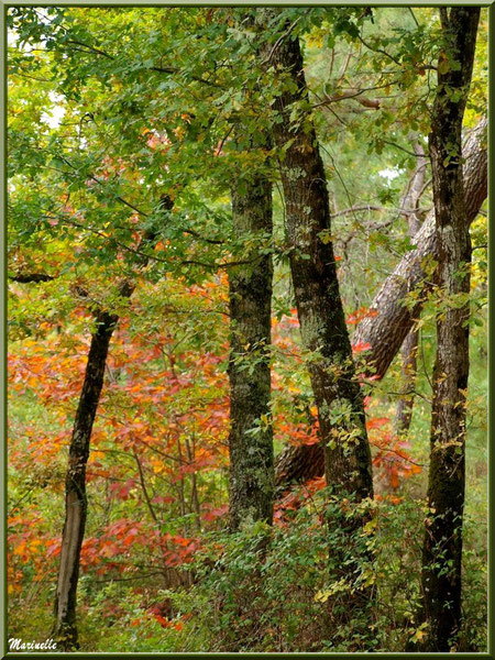 Chênes et sous-bois en période automnale, forêt sur le Bassin d'Arcachon (33) 