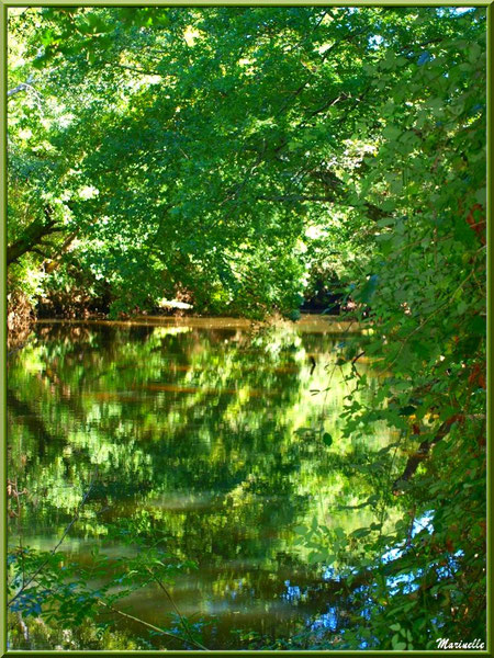 Verdoyance et reflets en bordure de La Leyre, Sentier du Littoral au lieu-dit Lamothe, Le Teich, Bassin d'Arcachon (33)