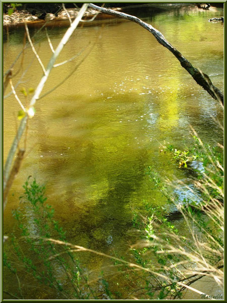 Arbrisseaux, branchages et reflets en bordure de La Leyre, Sentier du Littoral au lieu-dit Lamothe, Le Teich, Bassin d'Arcachon (33) 