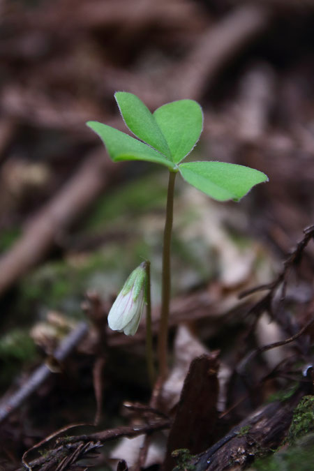 オオヤマカタバミ　　この株もまだ開花が始まったばかり