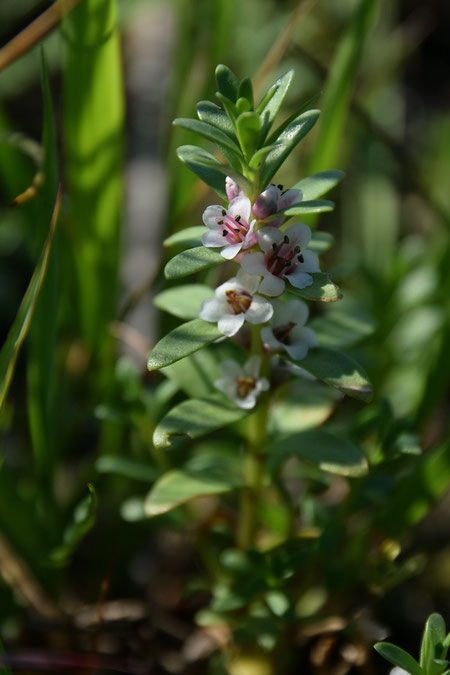 ウミミドリの草丈は5〜20cmほど。　秋になっても葉が緑色なことが名の由来のようです