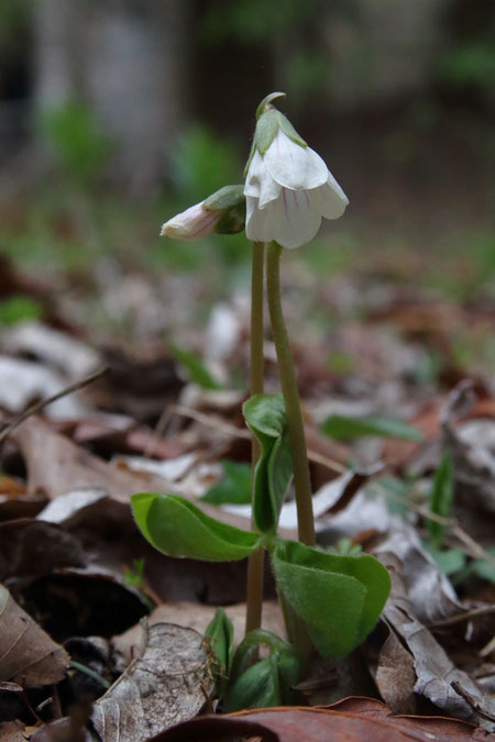 オオヤマカタバミ　　開花時はまだ葉が折り畳まれている