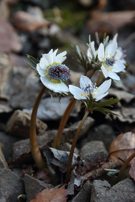 超八重咲きのセツブンソウは花茎も極太で、通常花の3倍ほどの太さに見えた