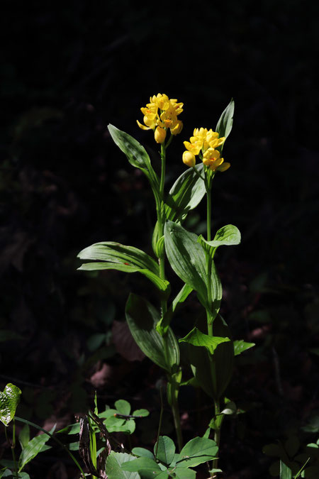 幸いにして、この界隈ではキンランはよく見られる花のひとつです