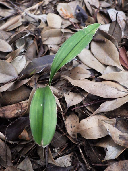 ナギランの葉　　花茎は伸ばしていなかった