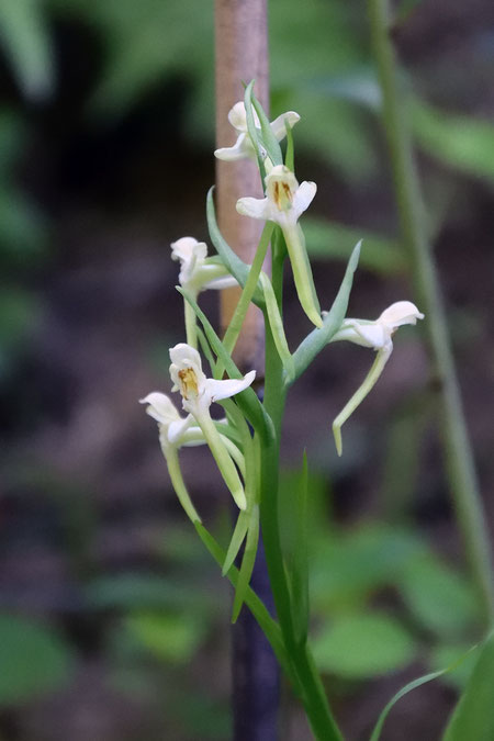 ツレサギソウは、6個の花しかつけていなかった。かつては倍以上だった