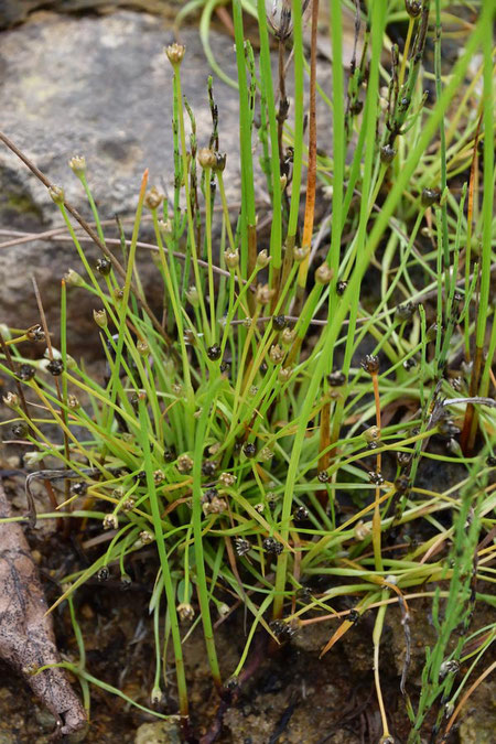 草丈は2～8cmほど。　花茎の先に直径2～4.5mmの頭花をつけます