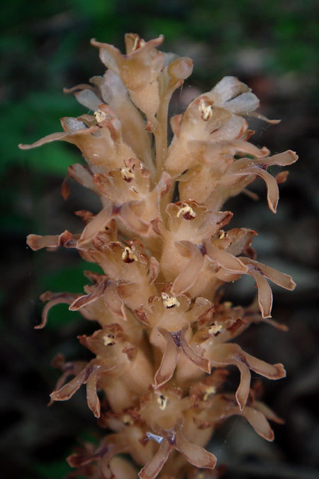 見えにくいですが、サカネランの茎・花柄・子房には毛が生えます