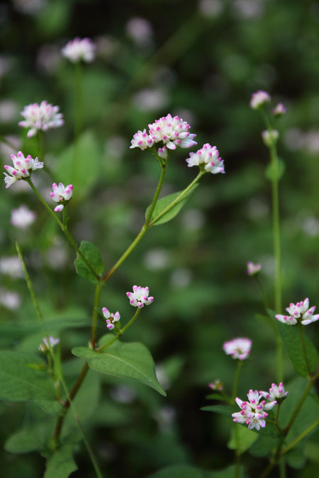 ミゾソバ (溝蕎麦)　タデ科　イヌタデ属　　まだ開花した花は少なかった