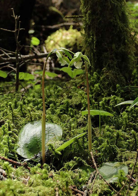 #10　別の場所で見たイチヨウランです。　2010.06.06 八ヶ岳山麓