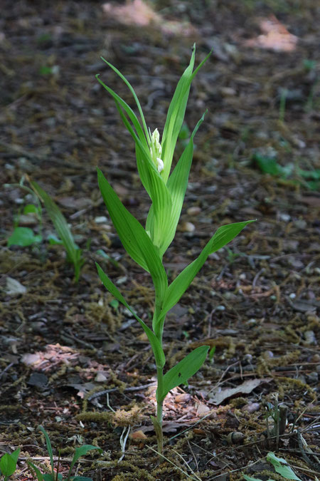 ササバギンラン　花序の下の苞葉が、花序より高く伸びるのですぐにわかる