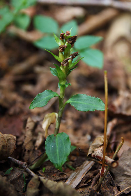 アケボノシュスランの花は終わり、子房が膨らんでいた