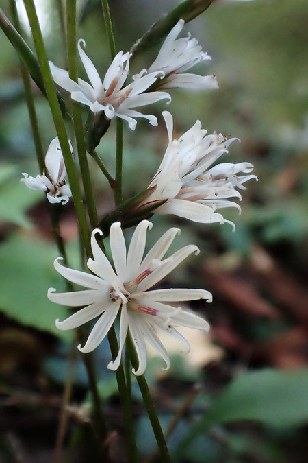 キッコウハグマ　　頭花は5個の裂片を持つ3個の小花からなる