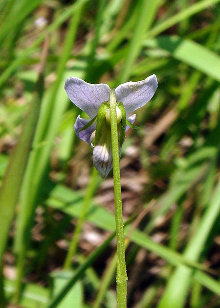 タチスミレの花の後ろ姿です。