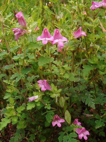 　コシオガマ　　2008.09.27　群馬県吾妻郡六合村（現中之条町）